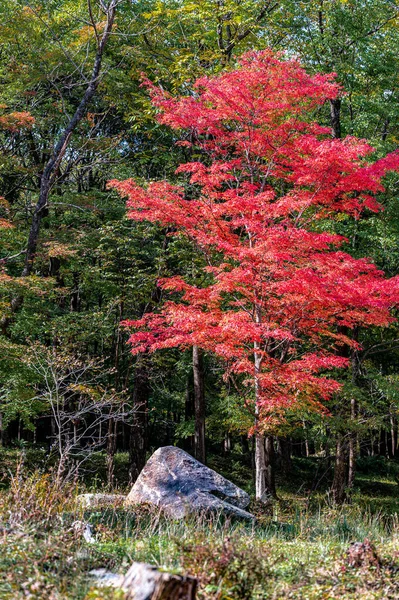 10月秋天 吉林九河红叶谷红叶景观 — 图库照片