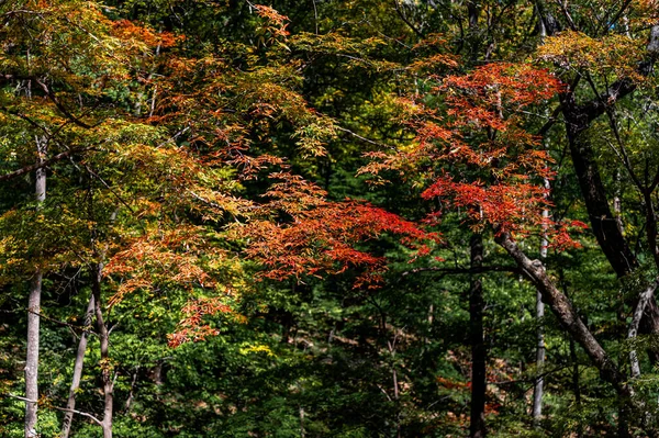 10月秋天 吉林九河红叶谷红叶景观 — 图库照片