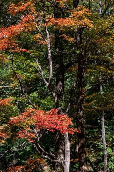 Automne Octobre Jilin Jiaohe Vallée Des Feuilles Rouges Paysage Des — Photo