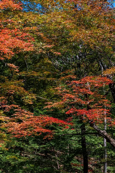 Осенью Октябрь Цзилинь Цзяохе Красный Лист Долины Красный Лист Пейзаж — стоковое фото