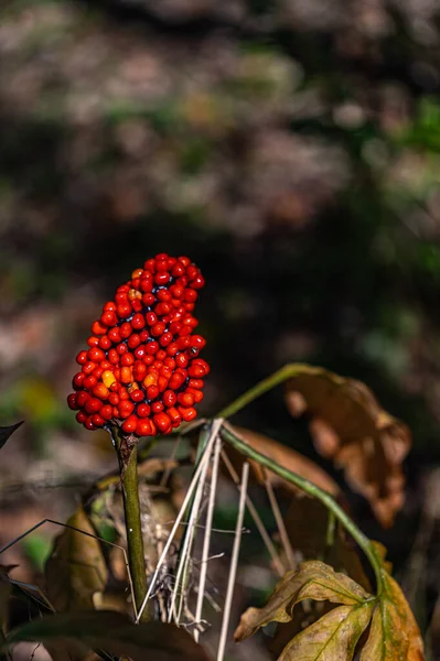 Araceae Fruta Otoño — Foto de Stock