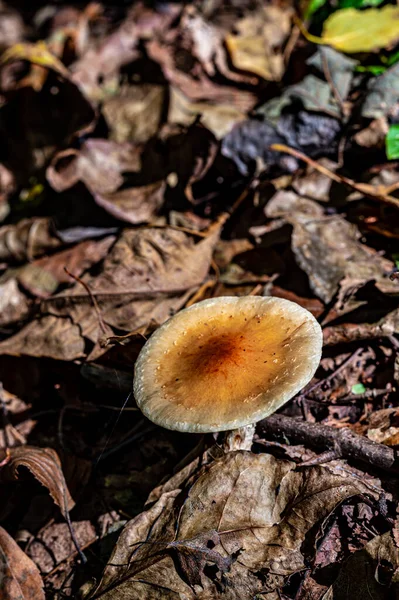 Wild Mushrooms Forest — Stock Photo, Image