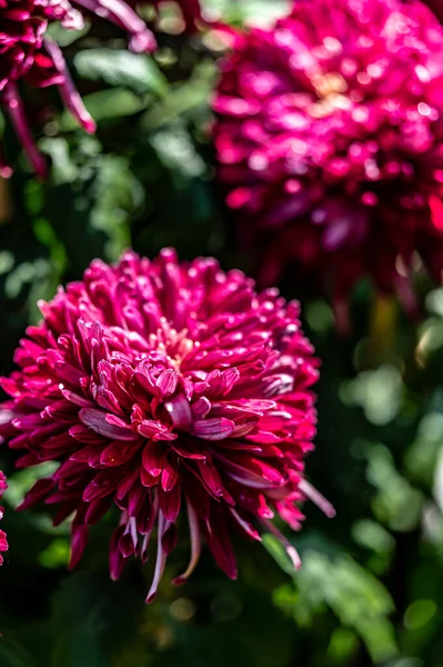 Les Chrysanthèmes Fleurissent Octobre — Photo