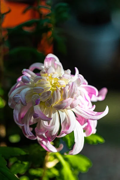 Les Chrysanthèmes Fleurissent Octobre — Photo