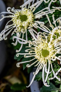 Kasımpatılar Ekim 'de çiçek açıyor