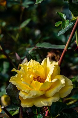 Ekim 'de açan güller