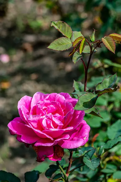 Roses Blooming October — Stock Photo, Image