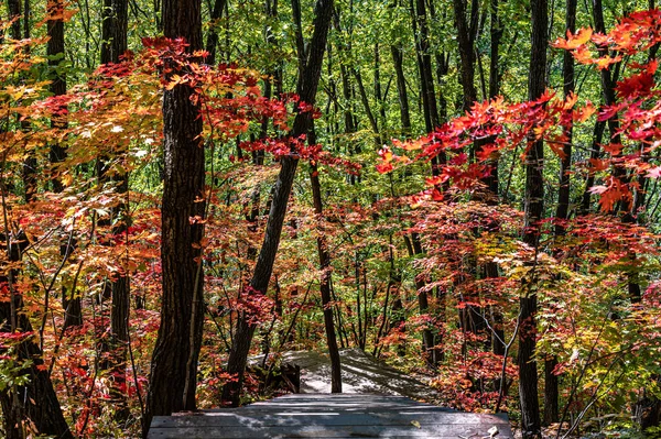 Живописный Пейзаж Красных Листьев Юньлине Люхэ Цзилине Китае — стоковое фото