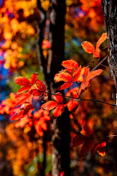 Herbstlandschaft Aus Roten Blättern Nanhu Park Changchun China — Stockfoto