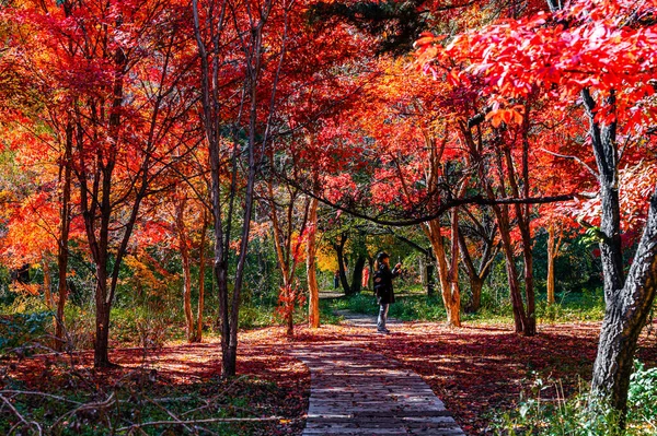 Jesienny Krajobraz Czerwonych Liści Nanhu Park Changchun Chiny — Zdjęcie stockowe