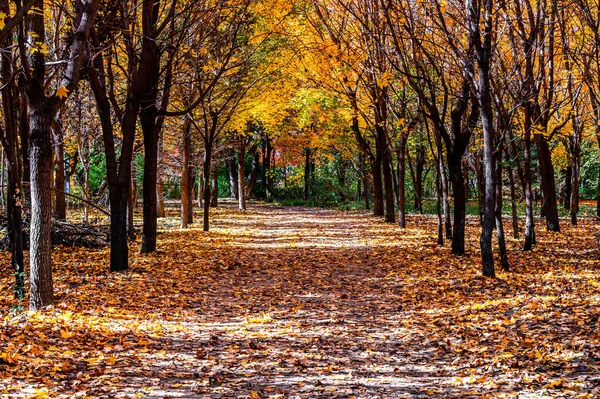 Осенний Пейзаж Красных Листьев Парке Наньху Чанчунь Китай — стоковое фото