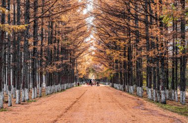 Changchun, Çin 'deki Baimu Bahçesinin Altın Bulvarı-Sonbahar manzarası