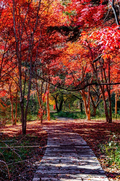 Paysage Automnal Feuilles Rouges Dans Parc Nanhu Changchun Chine — Photo