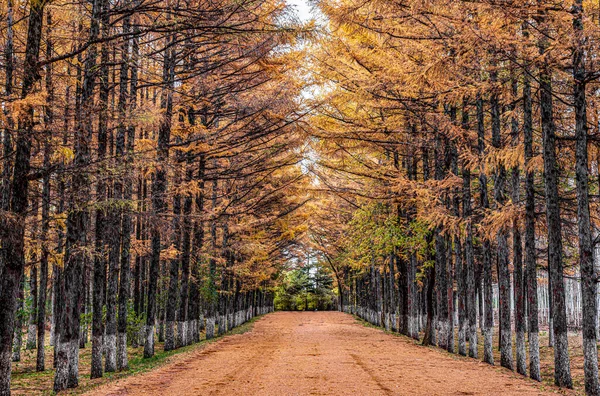 Golden Avenue Őszi Táj Baimu Garden Changchun Kína — Stock Fotó