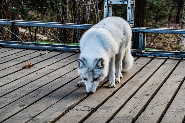 Белые лисы в Jingyuetan Forest Park, Чанчунь, Китай