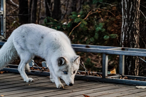 Белые лисы в Jingyuetan Forest Park, Чанчунь, Китай