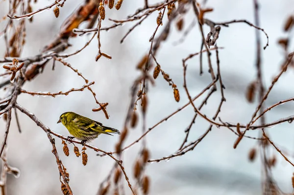 Vogels Zoek Naar Voedsel Sneeuw — Stockfoto