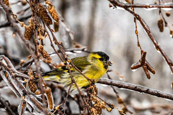 Ptaki Szukające Pożywienia Śniegu — Zdjęcie stockowe