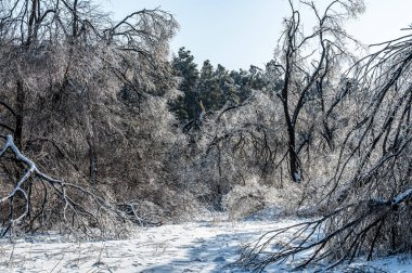 Jingyuetan Ulusal Orman Parkı, Changchun, Çin 'de kış kar manzarası
