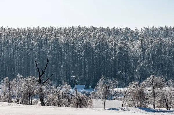 Winterschneeszene Jingyuetan National Forest Park Changchun China — Stockfoto