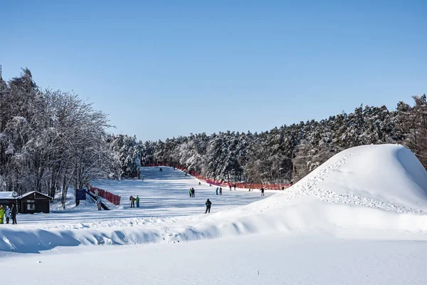 中国长春晶园国家森林公园冬季雪景 — 图库照片