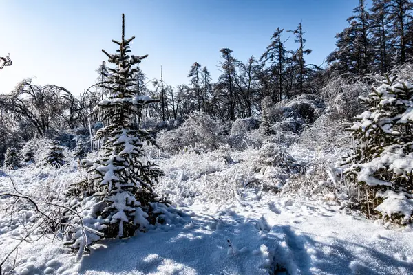 Winterschneeszene Jingyuetan National Forest Park Changchun China — Stockfoto