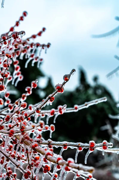 Красные Ягоды Снегу После Дождя Снега — стоковое фото