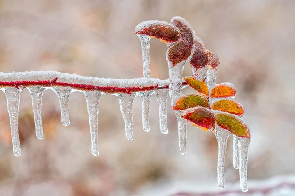 Laub Schnee Nach Regen Und Schnee — Stockfoto