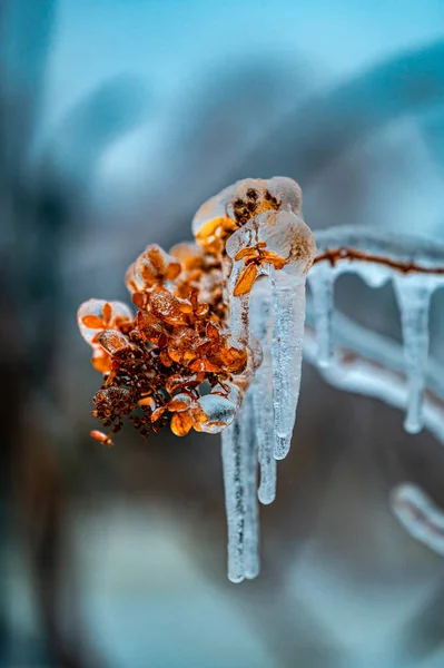Kwiaty Śniegu Deszczu Śniegu — Zdjęcie stockowe