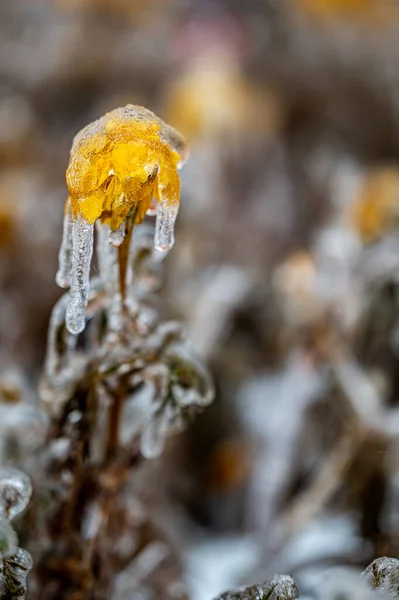 Flores Nieve Después Lluvia Nieve —  Fotos de Stock