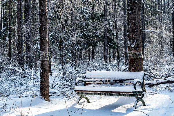 Winter Snow Scene Jingyuetan National Forest Park Changchun China — Stock Photo, Image