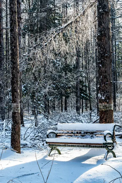 Winter Snow Scene Jingyuetan National Forest Park Changchun China — Stock Photo, Image