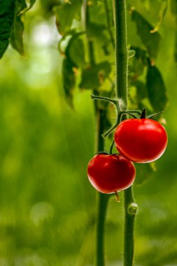 Domates-Çin Changchun Tarım Fuarı Meyve Bahçesi Sergisi