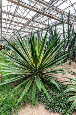 Çin Changchun Tarım Fuarı Bahçesi Yeni Yıl Bahçesi Parti Sahnesi