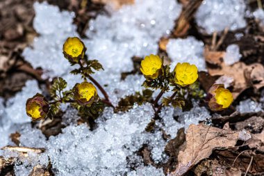 Jingyuetan Ulusal Orman Parkı 'nın erken bahar manzarası, Changchun, Çin