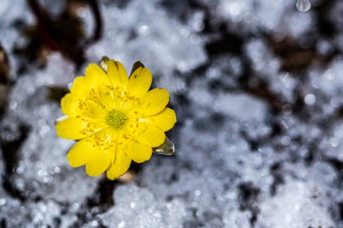 Jingyuetan Ulusal Orman Parkı 'nın erken bahar manzarası, Changchun, Çin