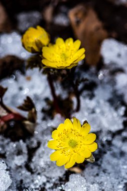 Jingyuetan Ulusal Orman Parkı 'nın erken bahar manzarası, Changchun, Çin
