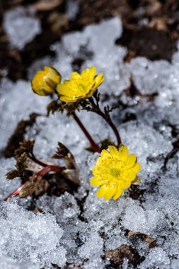Jingyuetan Ulusal Orman Parkı 'nın erken bahar manzarası, Changchun, Çin