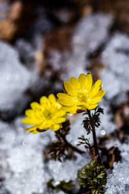 Jingyuetan Ulusal Orman Parkı 'nın erken bahar manzarası, Changchun, Çin