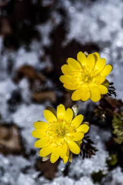 Jingyuetan Ulusal Orman Parkı 'nın erken bahar manzarası, Changchun, Çin