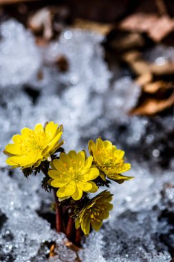Jingyuetan Ulusal Orman Parkı 'nın erken bahar manzarası, Changchun, Çin