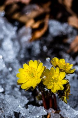 Jingyuetan Ulusal Orman Parkı 'nın erken bahar manzarası, Changchun, Çin