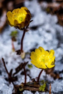 Jingyuetan Ulusal Orman Parkı 'nın erken bahar manzarası, Changchun, Çin