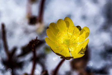 Jingyuetan Ulusal Orman Parkı 'nın erken bahar manzarası, Changchun, Çin