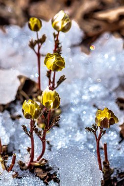 Jingyuetan Ulusal Orman Parkı 'nın erken bahar manzarası, Changchun, Çin