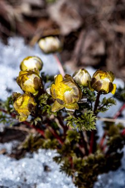 Jingyuetan Ulusal Orman Parkı 'nın erken bahar manzarası, Changchun, Çin