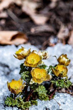 Jingyuetan Ulusal Orman Parkı 'nın erken bahar manzarası, Changchun, Çin