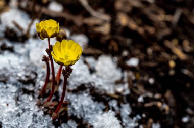 Jingyuetan Ulusal Orman Parkı 'nın erken bahar manzarası, Changchun, Çin
