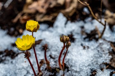 Jingyuetan Ulusal Orman Parkı 'nın erken bahar manzarası, Changchun, Çin