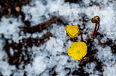 Jingyuetan Ulusal Orman Parkı 'nın erken bahar manzarası, Changchun, Çin